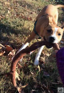 dog playing tug o war in yard