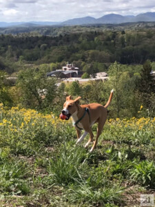 dog running with ball in field