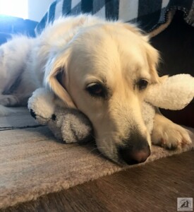 english golden retriever snuggling with toy