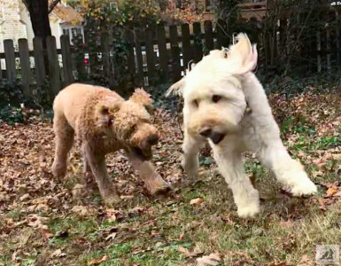 golden doodles zooming