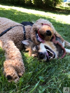 happy dogs smiling playing with toy