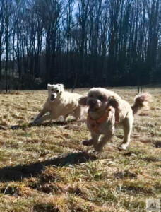 golden retriever and doodle running playing in field
