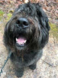 smiling bouvier dog on a walk