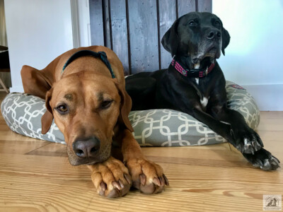 rhodesian ridgeback and hound in dog bed