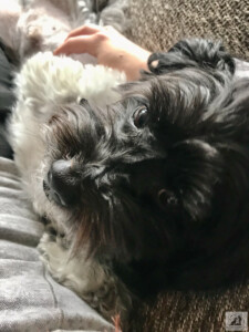 dog snuggles