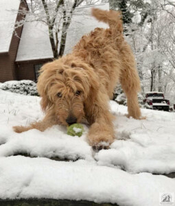 golden doodle playing in the snow
