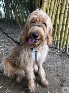 golden doodle in bamboo woods