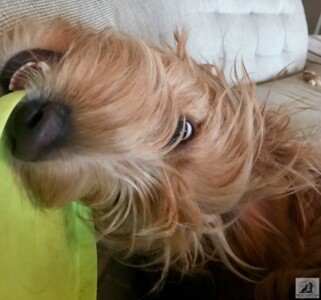 silly golden doodle puppy with toy