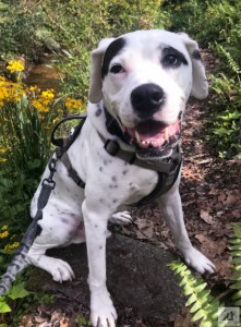 smiling pit bull dalmation dog in woods