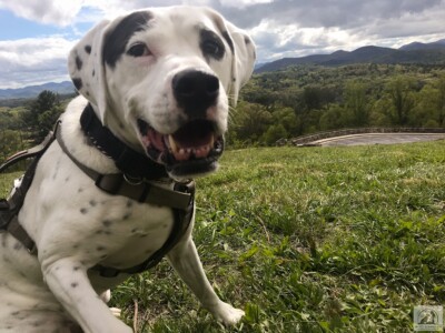Pitbull dalmatiër smiling on mountaintop