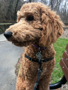 golden doodle sitting on a bench