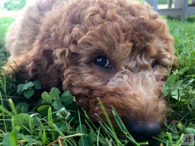 closeup up golden doodle puppy in grass
