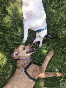 dogs smiling face to face