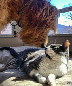 golden doodle dog nose to nose with cat