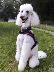 poodle with a big smile after a walk