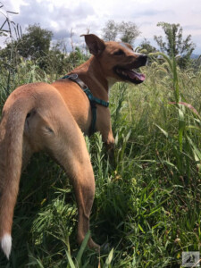 dog smiling in field