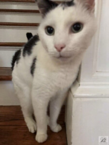 cat sitting