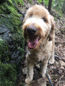 golden doodle on hike
