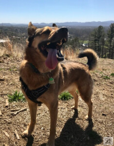 dog smiling big on mountain top