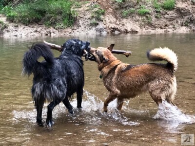 two dogs playin tug-o-war with stick in river