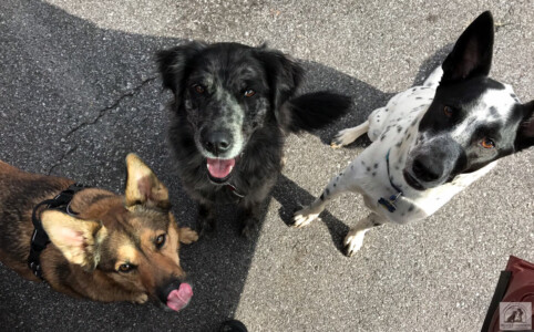 three dogs sitting smiling at camera