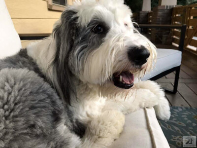 sheepdog lounging on couch
