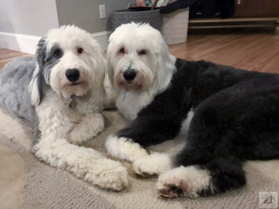 snuggling sheepdogs