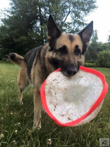 dog playing frisbee