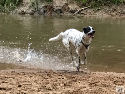 husky palmation running on beach by river