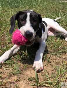 hound puppy with big ball