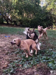 three dogs playing chase in yard