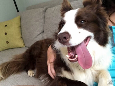snuggling with a border collie