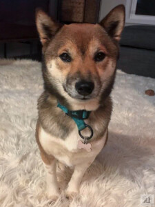 shiba inu being cute