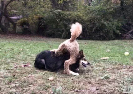 dog pile