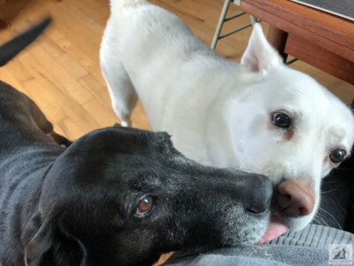 dogs kissing