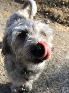 dog on a walk